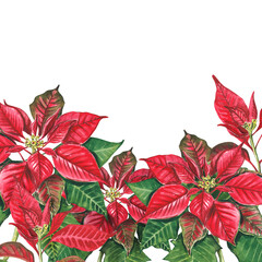 Horizontal poinsettia banner on a white background. Watercolor Christmas composition. Euphorbia pulcherrima. Christmas Star. Star of Bethlehem. The New Year's plant, design, postcards, textiles, pack.