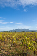 Fototapeta na wymiar gros plan sur des vignes autour de la ville de Rasteau dans le Vaucluse