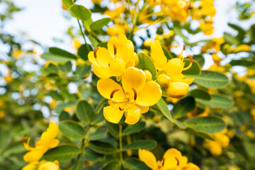 yellow cassia flower yellow petals