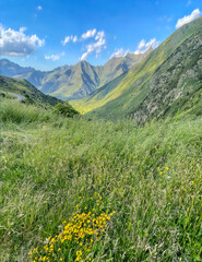 mountain landscape with flowers