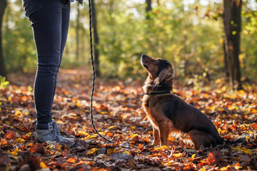 Animal trainer doing obedience training of small dog in autumn forest