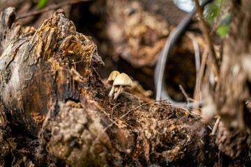 small mushroom growing on tree