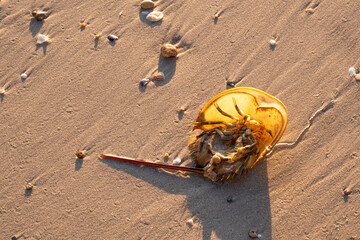 brown horseshoe crab animal sea sharp tail dead turn over on golden sand beach. hard shell life in...