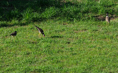 group of three black and white  bird huntting for food in natural forest. Animal wings in wildlife