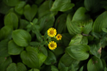 Yellow Inula close-up
