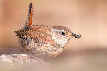Selective focus shot of a brown wren bird with a bug in its beak