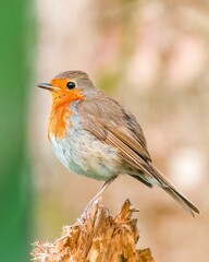 Vertical selective focus shot of a bright orange brown European robin bird perched on wood