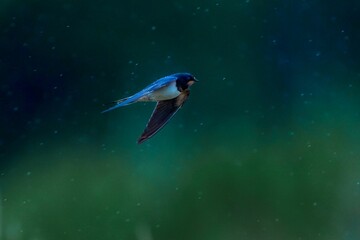 Selective focus shot of a blue barn swallow bird flying under rainfall