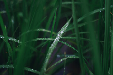 water droplets on the grass