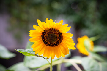 Naklejka premium Close-up of yellow sunflower