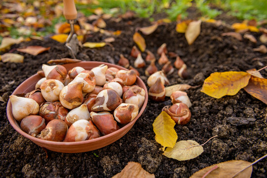 Planting tulip bulbs in a flower bed during a beautiful sunny autumn afternoon. Growing tulips. Fall gardening jobs background.