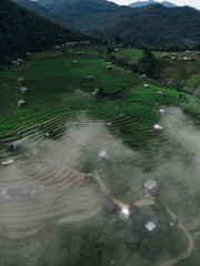 rice terraces and fog