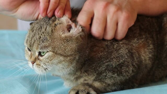 Animal ear mites. The veterinarian examines the cat's ear. Pet treatment. Close-up.