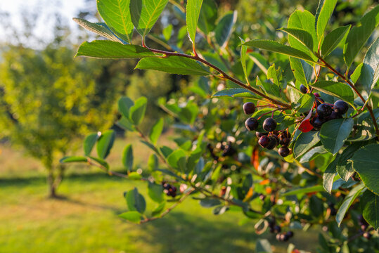 Aronia (cokeberries) growing on the tree branch