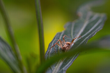 Golden jumping spider hiding behind a green leaf waiting for fly to catch. please check part 2, when this spider eating an hoverfly insects.