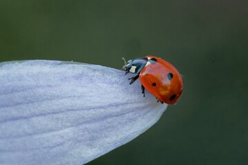 Closeup of a ladybug on the edge of a leaf