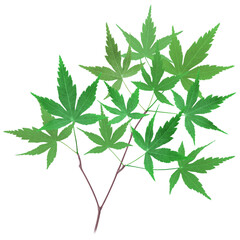 もみじ 新緑 イラスト リアル 枝