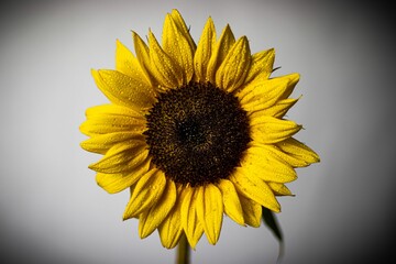 Closeup of an annual sunflower isolated on white background (Helianthus annuus)