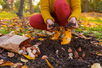 Woman planting tulip bulbs in a flower bed during a beautiful sunny autumn afternoon. Growing...