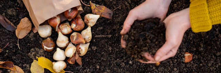 Woman planting tulip bulbs in a flower bed during a beautiful sunny autumn afternoon. Growing tulips. Fall gardening jobs background. Top view banner.
