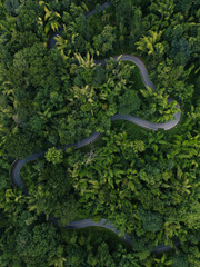 Aerial view forest trees, rainforest ecosystem and road in concept and healthy background, texture of green tree forest view from above.