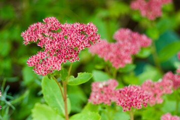 Flowering pink Livelong plant in a flower bed in the garden in autumn.