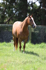 cavalo quarto de milha