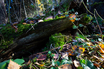 Naklejka na ściany i meble Moss on a fallen tree. Sporangia on rotten wood. Close-up.