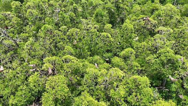 Sunda flying foxes, Acerodon mackloti, fly above a remote mangrove forest where they roost in Indonesia. Mangroves provide vital habitat for invertebrates, fish, birds, and fruit bats.