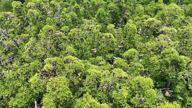 Sunda flying foxes, Acerodon mackloti, fly above a remote mangrove forest where they roost in Indonesia. Mangroves provide vital habitat for invertebrates, fish, birds, and fruit bats.