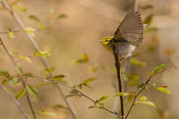 A wild songbird, a yellow, green and white bird, the wood warbler, perching on a little branch with its wings open. Sunny spring day in the forest. Blurry brown background with fresh green leaves.