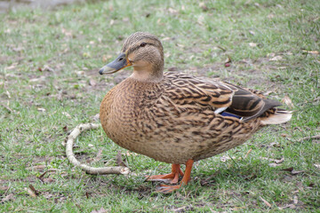 female mallard wild duck bird animal (Anas platyrhynchos)