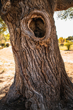 Old oak tree with a large hole of the animal shelter in a southwestern public park