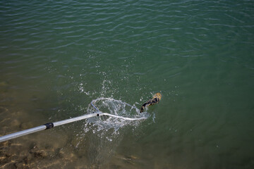 Catching caught fish on a hook.