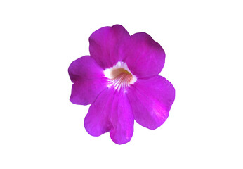 Isolated violet trumpet vine l aurel clockvine flower with clipping paths.