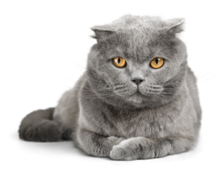 Grey Scottish Fold Lying Down