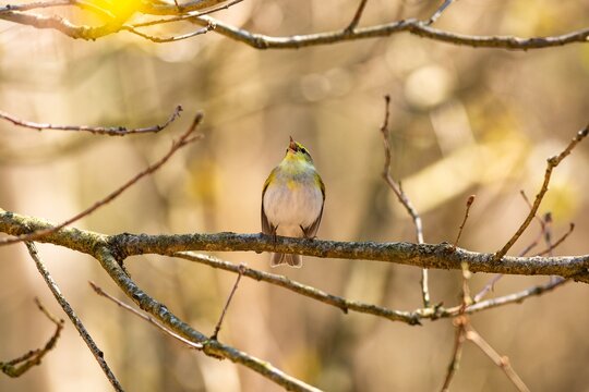 A wild songbird, a yellow, green and white bird, the wood warbler, perching on a branch singing. Sunny spring day in the forest. Blurry brown and orange background.