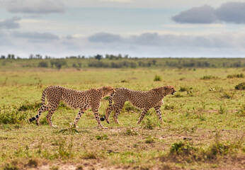 Two cheetah brothers in Kenya