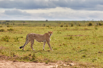 One cheetah of the five brothers