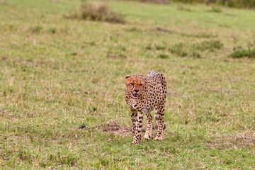 Cheetah with blood on his face
