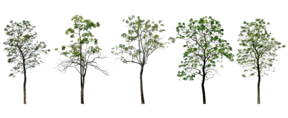 Collection Tree has green young leaves. black trunk and branches (spring). Total 5 trees.