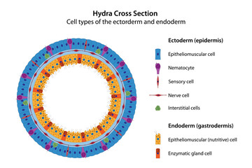 Hydra Cross Section. Cell type of the ectoderm (epidermis) and endoderm (gastrodermis).