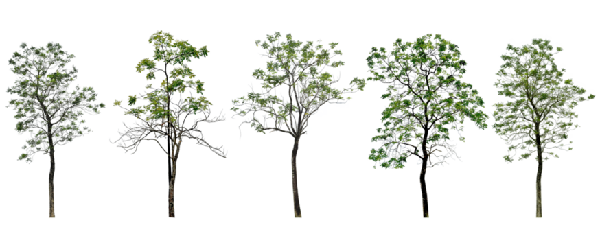 Collection Tree has green young leaves. black trunk and branches (spring). Total 5 trees.