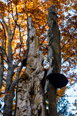 Mala Fatra Rozsutec mountains landscape