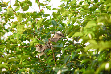 Young Chalk-browed Mockingbird Bird in the tree