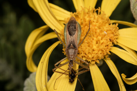 Leafhopper assassin bug. zelus renardii