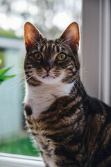 Naklejka na ściany i meble Beautiful tabby cat (Felis catus) on a window sill
