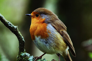 A Robin redbreast on a branch in the forest. These birds are often seen at Christmas time and on holiday greeting cards.