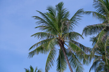 Plakat beautiful fresh green coconut palm leaves tree curve shape on blue sky background. sharp leaves plant tropical fruit trees in thailand