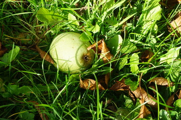 Grüner Apfel auf grüner Graswiese mit braunen Laubblättern am Nachmittag im Herbst